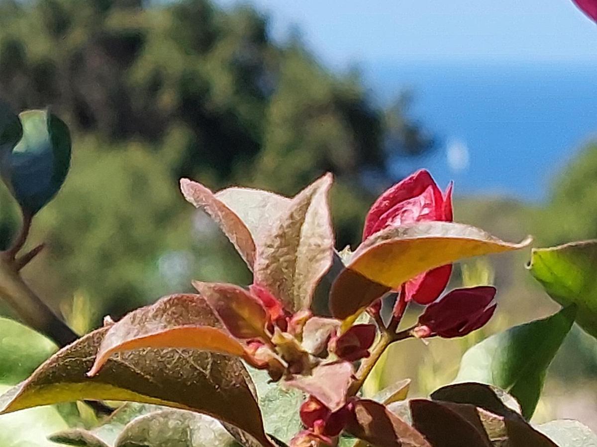 Arcamyrtus Guest House Alghero Bagian luar foto